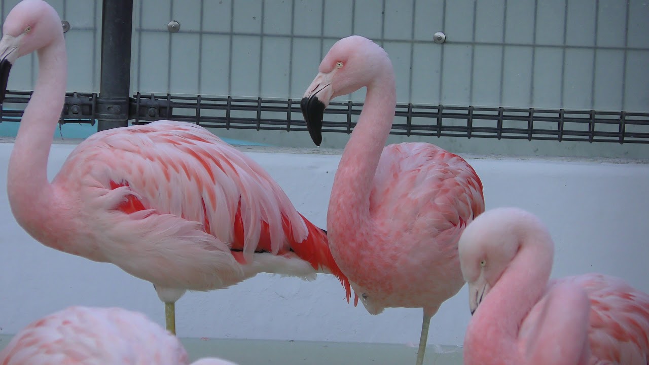 チリーフラミンゴ 城山動物園 18年11月3日 Youtube