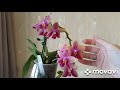 Ароматная красота — #орхидея  Phalaenopsis Liodora