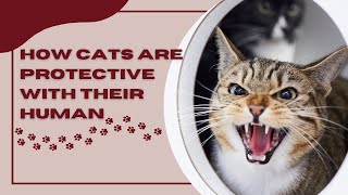 Guardians: How Cats Protect their human. by Kitty Korner 1,166 views 1 month ago 3 minutes, 8 seconds