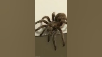 Fun with Tom Holland   OMG!         Spiderman is afraid of spider