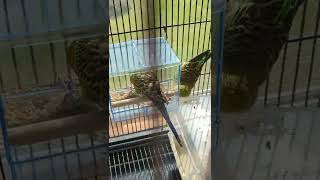 modern birdcage seed guard