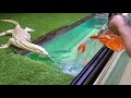 オオトカゲの水槽に大量の金魚を放流した結果・・・