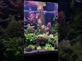 Beautiful planted tank/ Medium tech tank #aquascape #communitytank #plantedtank
