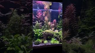 Beautiful planted tank/ Medium tech tank #aquascape #communitytank #plantedtank