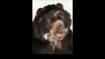Bear Sound Effect 