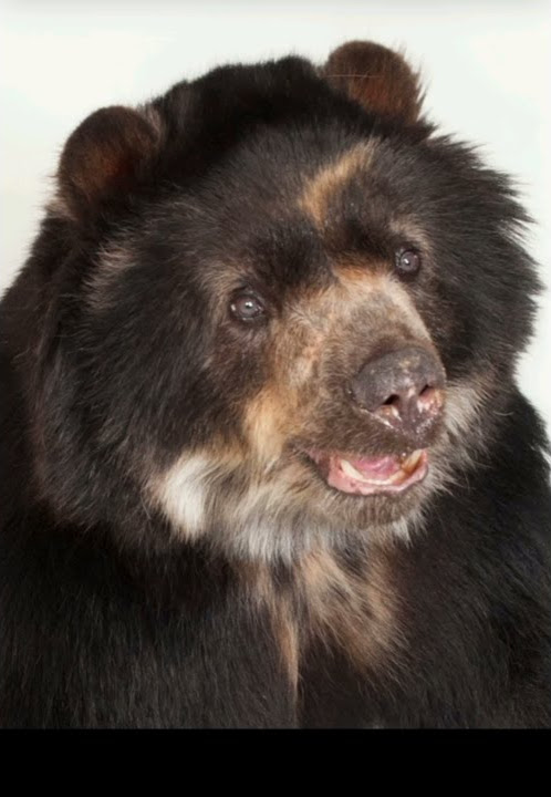 Bear sound effect