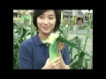 【野菜】「楽しい家庭菜園」スイートコーン ③後期の管理&エンディング
