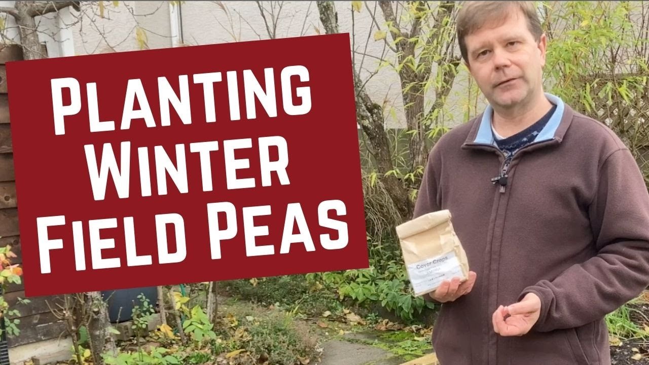 How to Plant Winter Field Peas as a Quick and