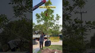 #แคนา 5 นิ้ว ฟอร์มสวยมากก 🌳 #สวนพยอมไม้ล้อม ☎️ 093-359956 ต้อม 098-6829965 แม่พยอม 080-9988749 จ๋า #แคนา 5 นิ้ว ฟอร์มสวยมากก 🌳 #สวนพยอมไม้ล้อม ☎️ 093-359956 ต้อม 098-6829965 แม่พยอม 080-9988749 จ๋า