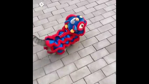 Cat in Lion Dance Costume - DayDayNews