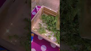 Making a fairy fort!