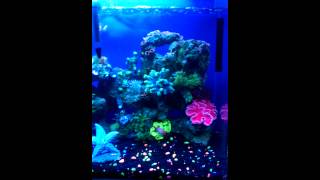 My 29 gallon seaclear tank