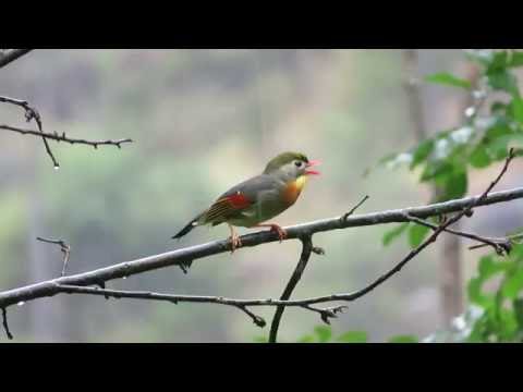 camera iphone 8 plus apk Red-billed Leiothrix (Peking Robin) in Liguria, Italy