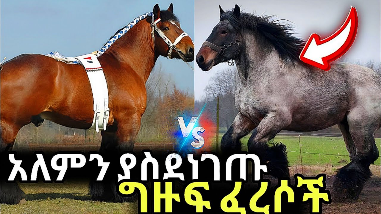 የአለማችን 10 በጣም ግዙፍ ፈረሶች 😱