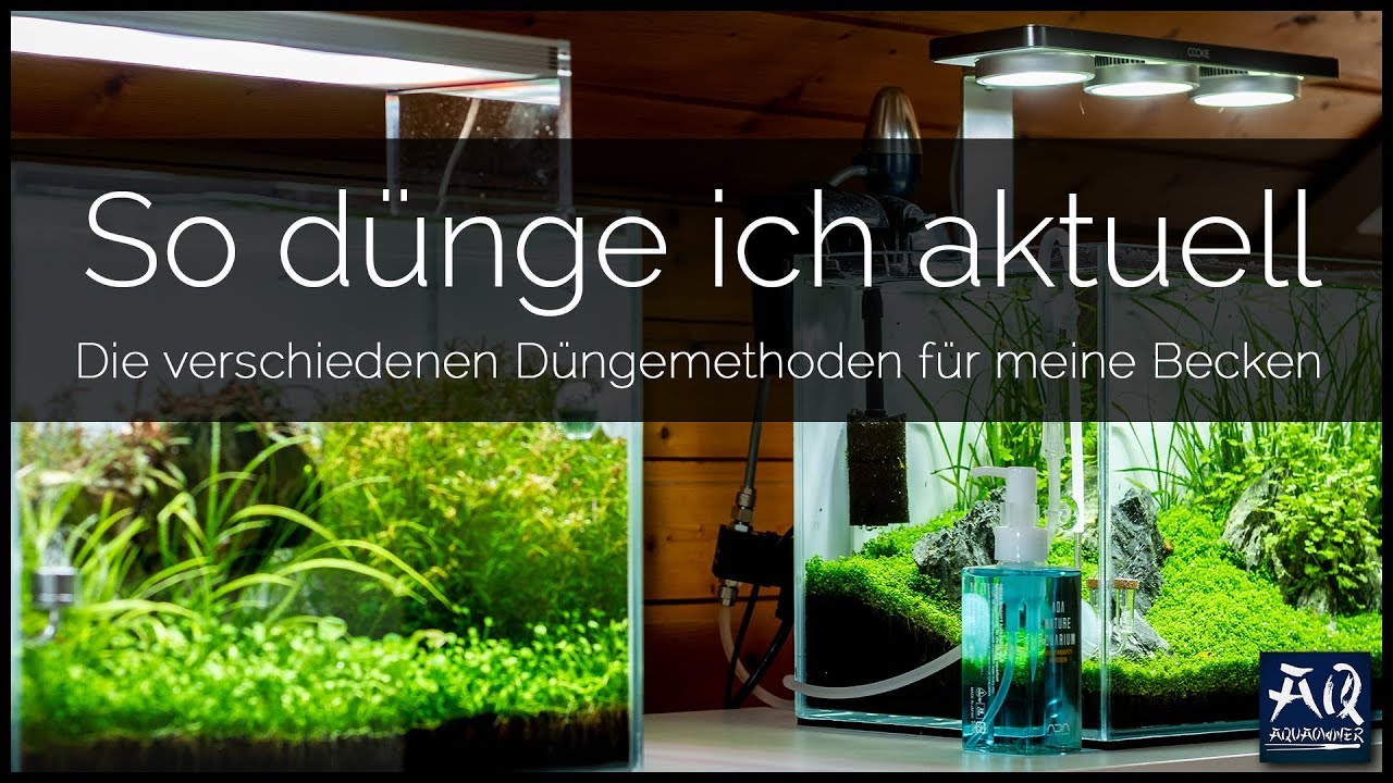 So dnge ich meine Aquarien | AquaOwner