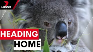 Family’s bittersweet goodbye as baby Koala makes major milestone | 7 News Australia