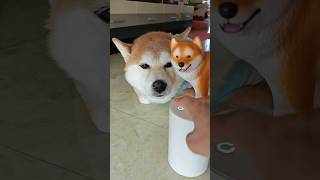 I wonder what my puppy is thinking👀 #homesense #toys #homestyling #funny
