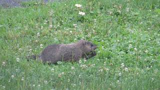 Groundhog out the window