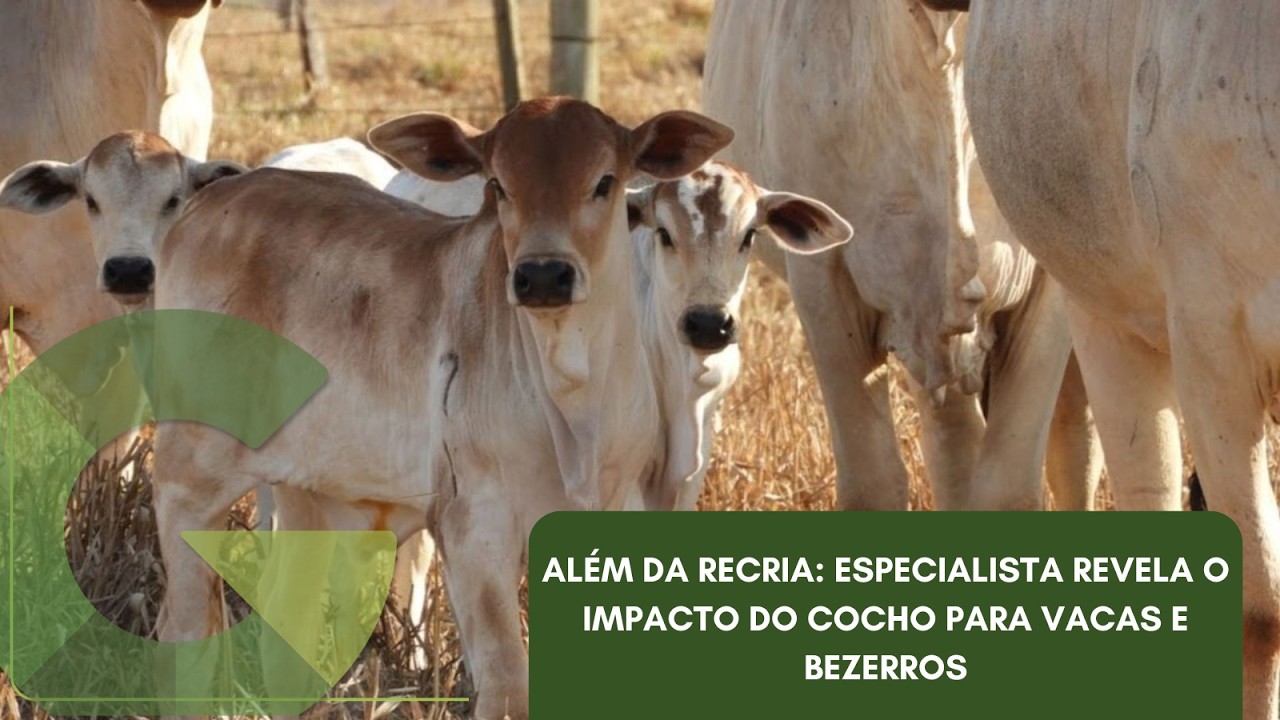 ALÉM DA RECRIA: ESPECIALISTA REVELA O IMPACTO DO COCHO PARA VACAS E BEZERROS