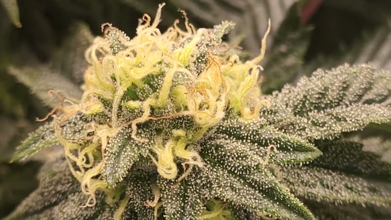 gelato week 5 flower, pot of gold week 3 flower