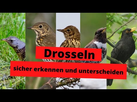 Video: Wann nisten Drosseln?