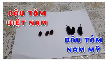 Cây Dâu tằm Việt Nam và Dâu tằm Nam Mỹ | 0386569374 - Ngọc Ngân Bến Tre | Chuyên cây độc lạ