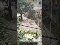 Men Save Terrified Dog Trapped on a Rock in Raging Water #shorts
