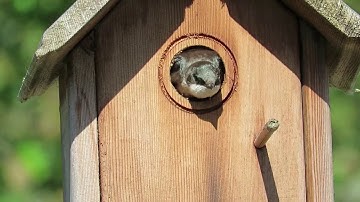 Tree swallow in his nesting box