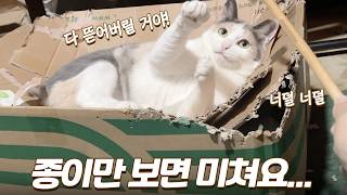 종이만 보면 다 갉아버리는 고양이들... 어쩌죠?