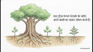 Hidden Facts about trees and how intelligently they communicate with each other and our environment.