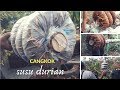 Panen cangkok susu durian bawor milik pak muttaqin