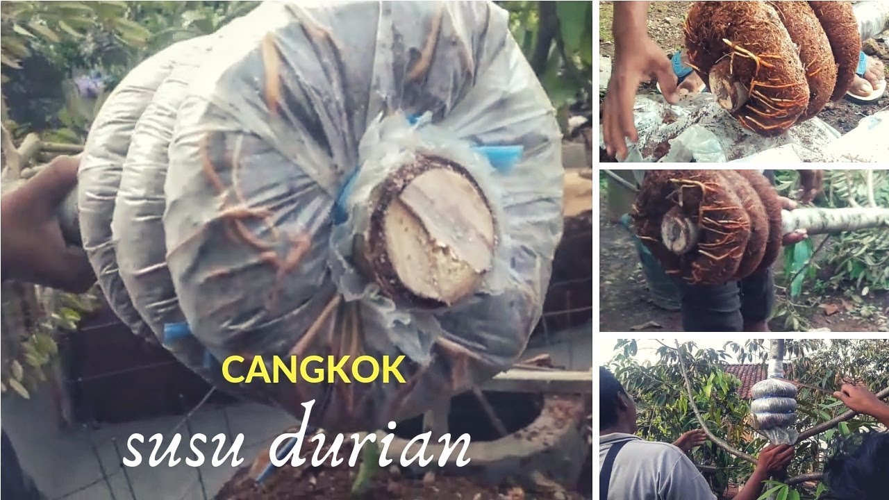 Panen cangkok susu durian bawor milik pak muttaqin