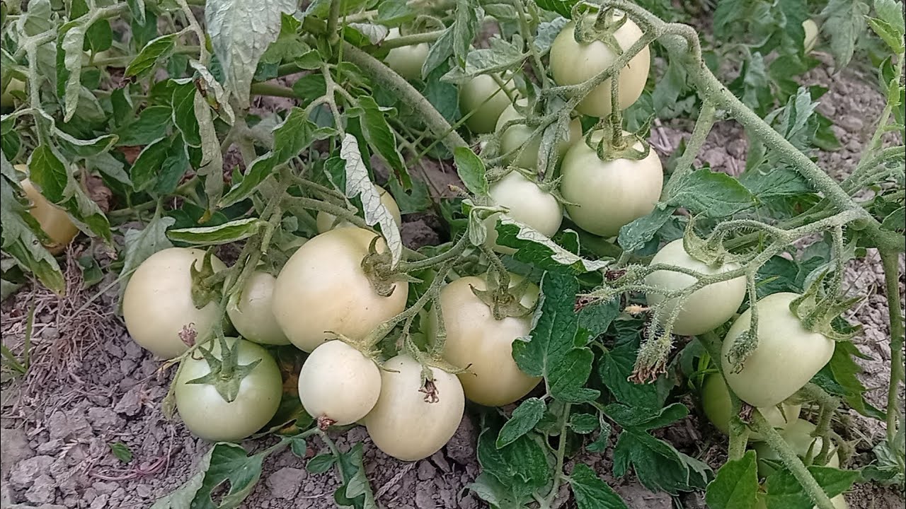 কি টমেটার চাষ করলে অধিক লাভবান হবেন #agrifuture #farming #animals #automobile 