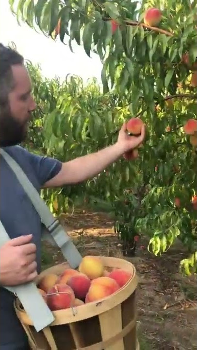 Peach Picking