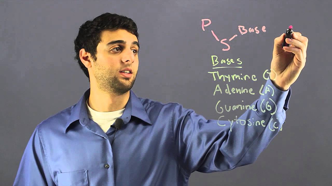 What Are Monomers From Which DNA Is Made? : The Marvels of Cells & DNA