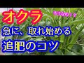 【オクラ】急に収穫量が増える追肥のタイミングとコツを解説します。肥料切れの前に追肥して下さい。