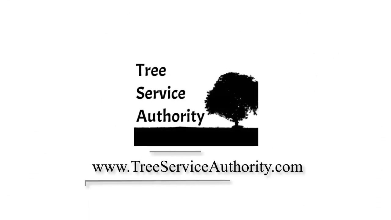 Austin Tree Service Authority YouTube