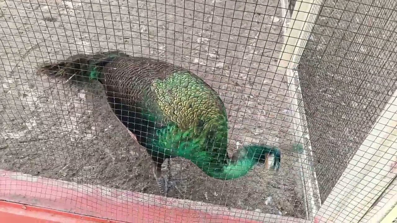 Растения Доклет Вьетнам февраль 26г 