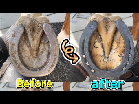 Horse Shoeing(satisfying)restoration [farrier/black smith]装蹄師・馬・蹄鉄・削蹄