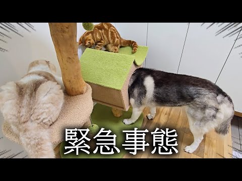 雷が落ちてパニックで子猫とハスキー犬がこうなりました...