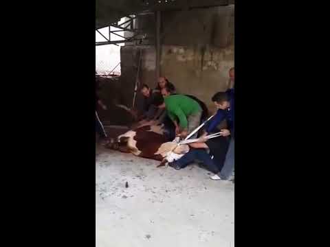 2014 kurban bayramı 800 kg Boğa kesimi Kadir Yılmaz