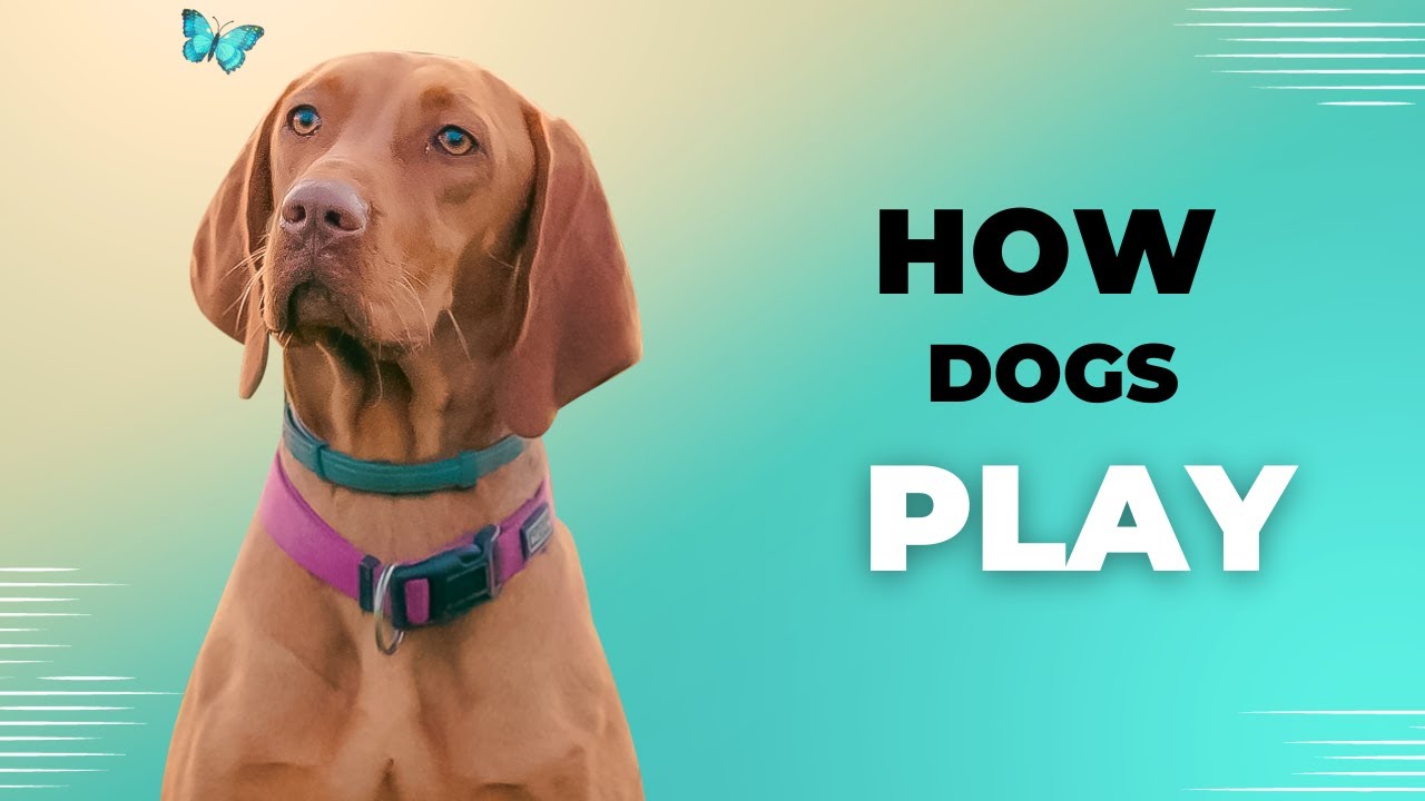 Understanding Healthy Dog Play What to Look for and How to Encourage
