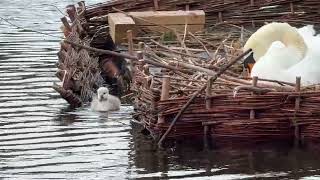 "Cygnet leaves the platform briefly as a black swan handles nesting material nearby 🦢🪺🐣🌊"