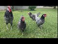 Blue Andalusian Chicken/ Андалусия /Андаулска синя кокошка/