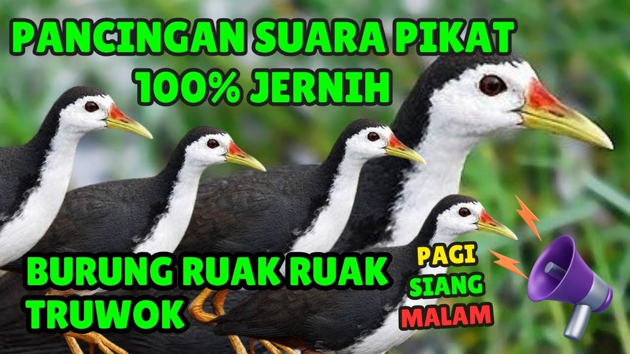 SUARA PIKAT BURUNG RUAK RUAK atau TRUWOK JANTAN PALING AMPUH #9