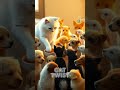 Car donate money #cat #catfood #catshorts #cute #funny #help #donate @CatTwist62