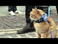 Уличный кот по имени Боб / A Street Cat Named Bob (клип / clip)