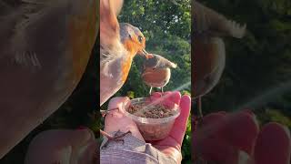 Caring Lady Hand-Feeding Two Robin Birds