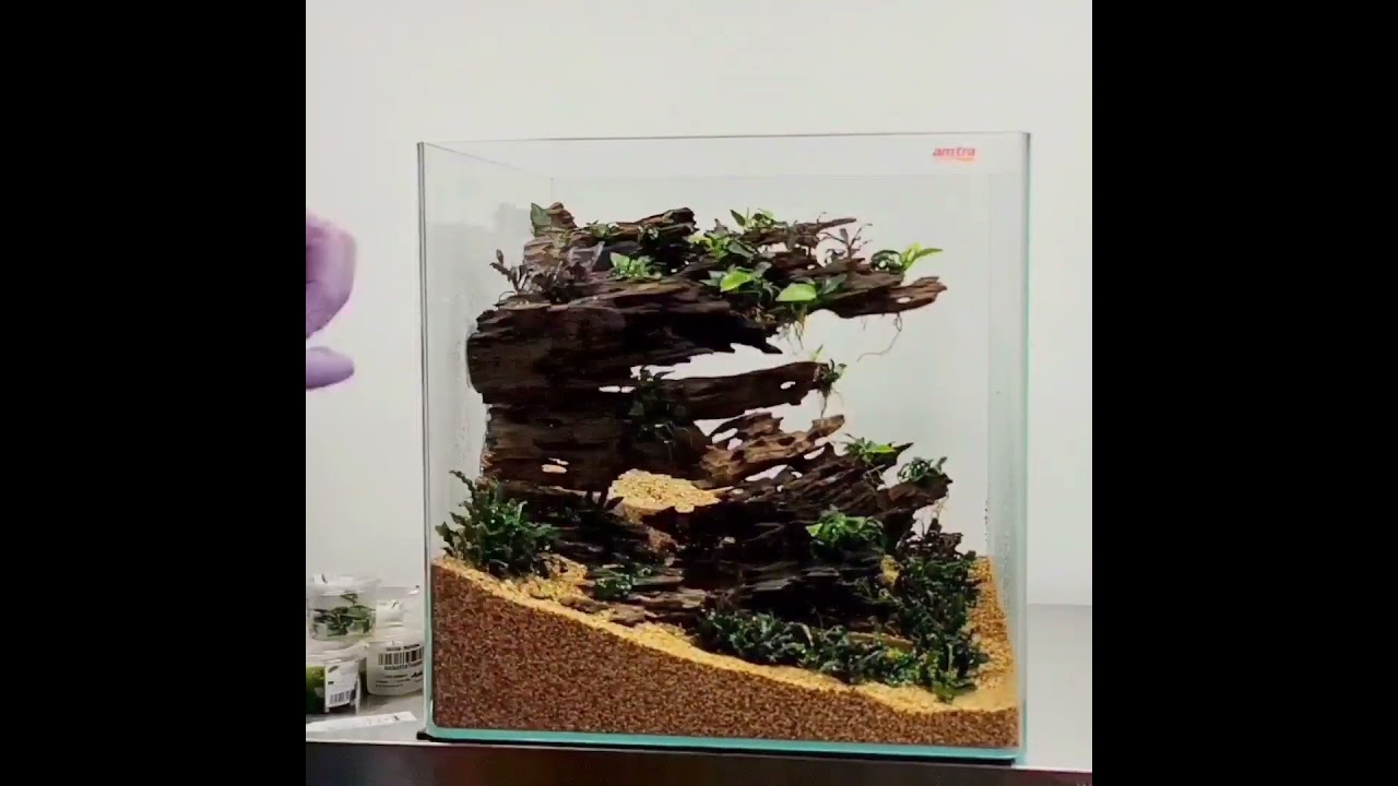 African dwarf frog - 90 liter cube