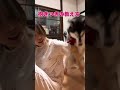 これどうやって教えるの笑？TikTok・Instagramに毎日動画あげてます🎥👉 @shoomatu0610#ハスキー #章末 #tiktoklive #配信